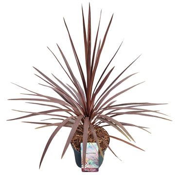 Cordyline australis 'Red Star'