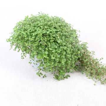 Soleirolia soleirolii