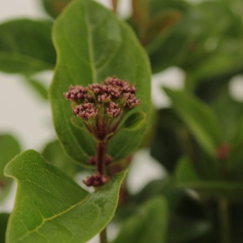 Viburnum tinus 'Lisarose'