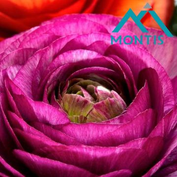Ranunculus asiaticus 'Sprinkles Pink'