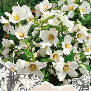 Philadelphus 'Lemoinei'