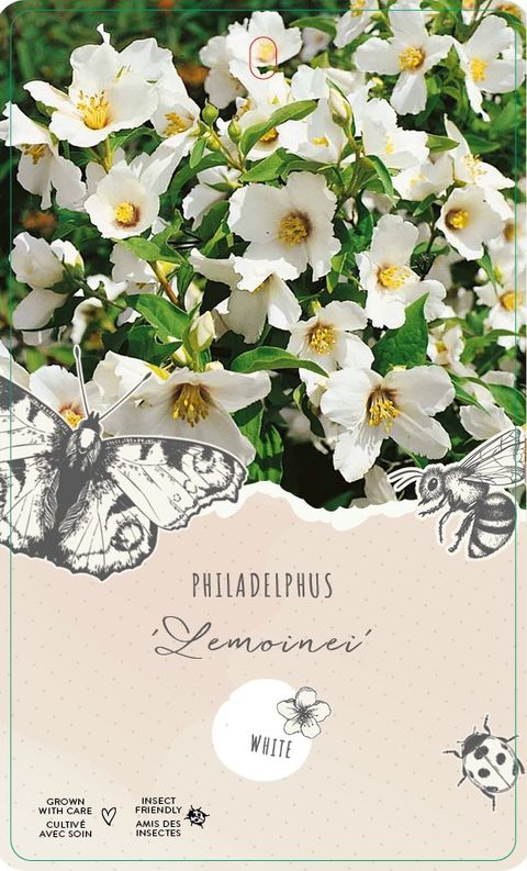 Philadelphus 'Lemoinei'