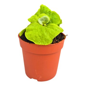 Platycerium ridleyi DWARF