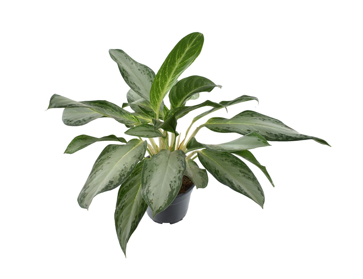 Aglaonema 'Golden Bay' — Plant Wholesale FlorAccess