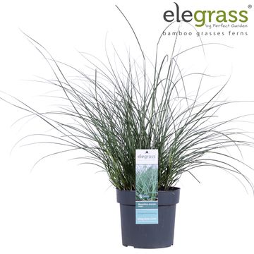 Miscanthus sinensis 'Adagio'