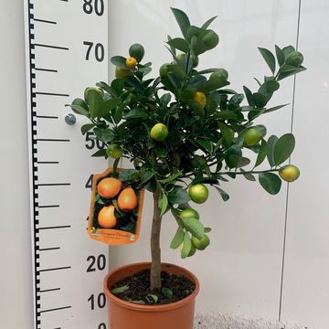 Citrus obovata