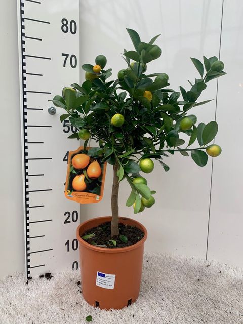 Citrus obovata