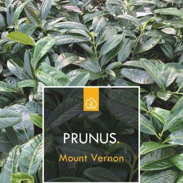 Prunus laurocerasus 'Mount Vernon'