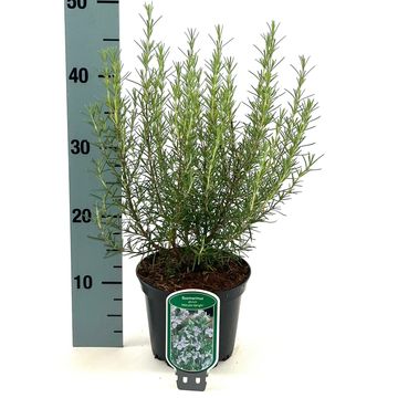 Rosmarinus officinalis 'Miss Jessopp's Upright'