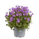 Campanula portenschlagiana 'Blue Ocean'