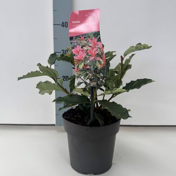 Photinia serratifolia PINK CRISPY