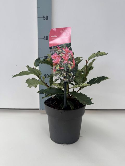 Photinia serratifolia PINK CRISPY