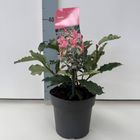 Фотиния serratifolia PINK CRISPY