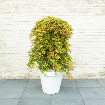 Acer palmatum CASCADE RUBY