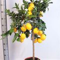 Citrus x limon 'Meyer'