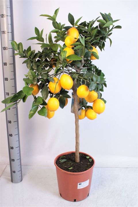 Citrus x limon 'Meyer'