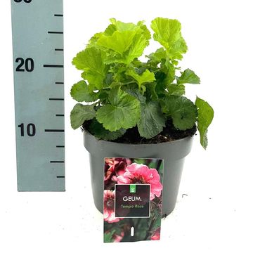Geum TEMPO ROSE