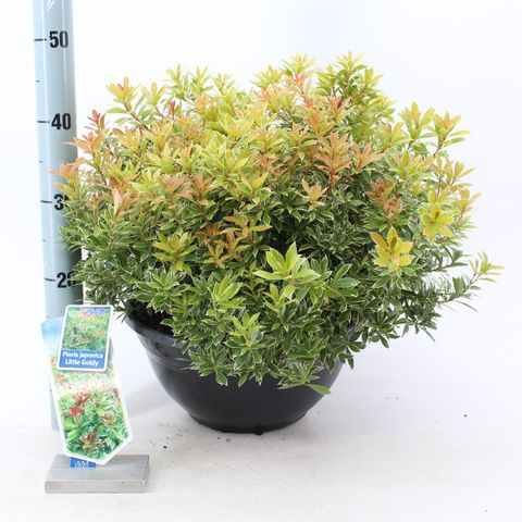 Pieris japonica 'Little Goldy'