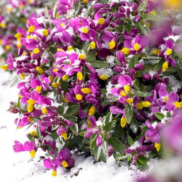 Polygala chamaebuxus 'Purple Passion'