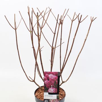 Hydrangea paniculata DIAMANT ROUGE