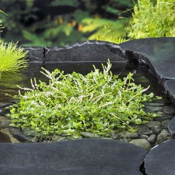 Rotala rotundifolia