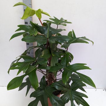 Philodendron FLORIDA GREEN
