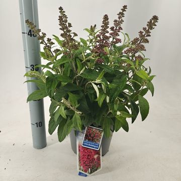 Buddleja davidii BUTTERFLY CANDY LITTLE BUBBLEGUM