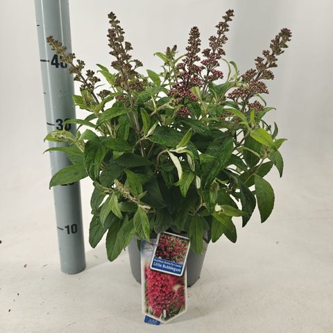 Buddleja davidii BUTTERFLY CANDY LITTLE BUBBLEGUM