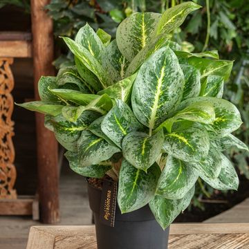 Aglaonema 'Lemon Mint'