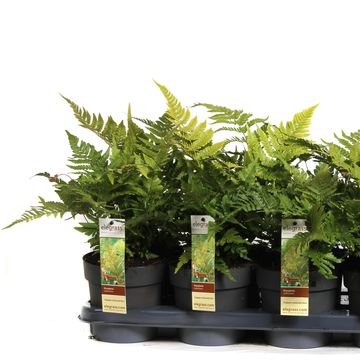 Dryopteris erythrosora