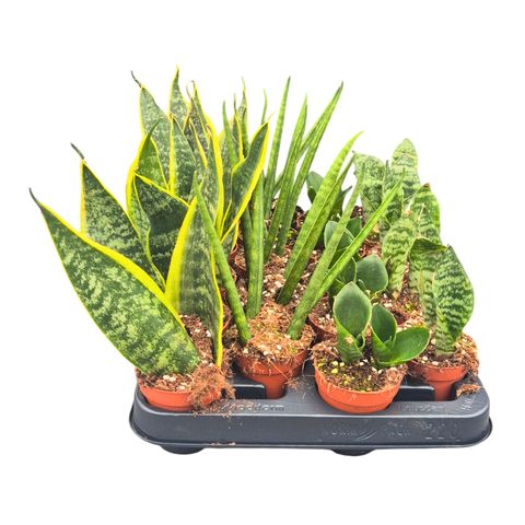 Sansevieria MIX