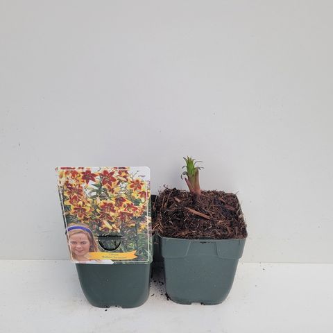 Lilium 'Robert Swanson'