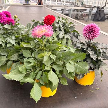 Dahlia DALINA MIX