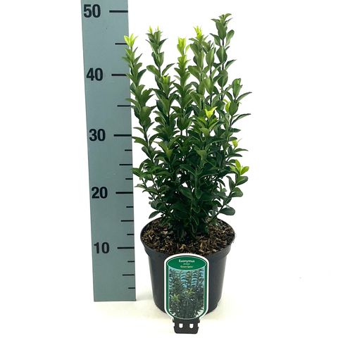 Euonymus japonicus 'Green Spire'