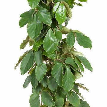 Tetrastigma voinierianum