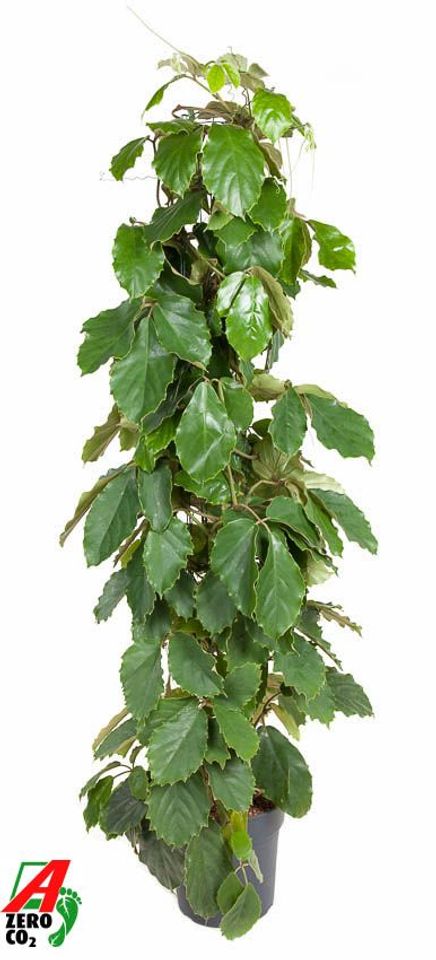 Tetrastigma voinierianum
