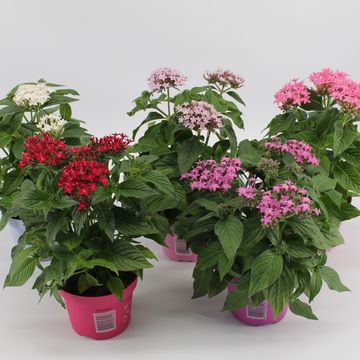 Pentas lanceolata MIX