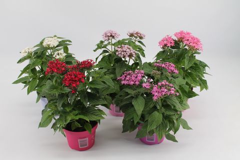 Pentas lanceolata MIX