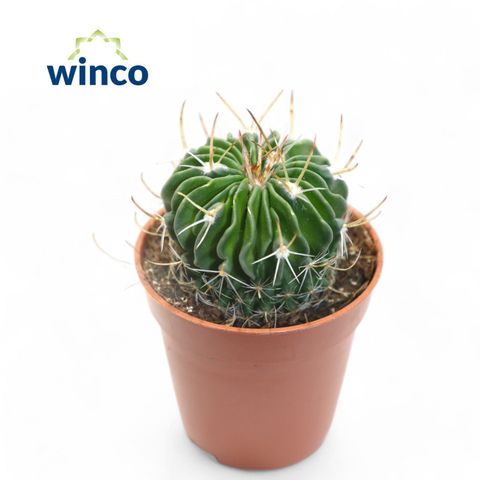 Echinofossulocactus multicostatus