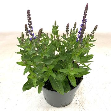Salvia nemorosa 'Rianne'