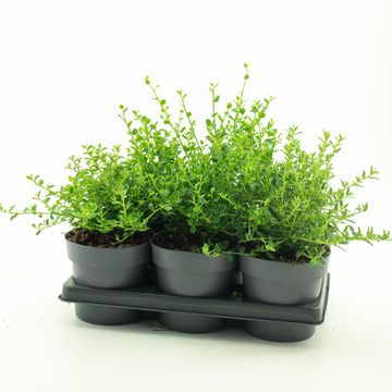 Ceanothus MIX