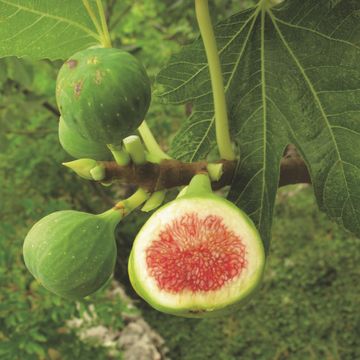 Ficus carica 'Brown Turkey'