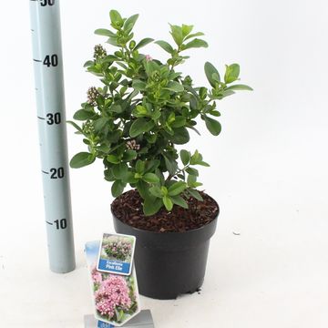 Escallonia laevis PINK ELLE