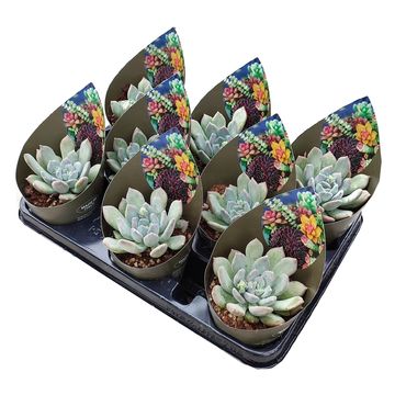 x Graptoveria 'Topsy Debbie'