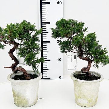 Juniperus chinensis