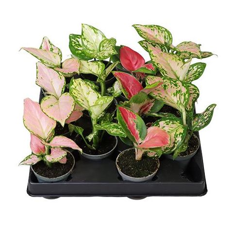 Aglaonema MIX