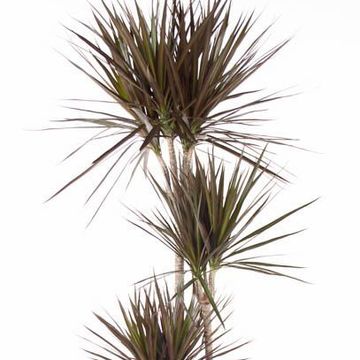 Dracaena marginata 'Magenta'