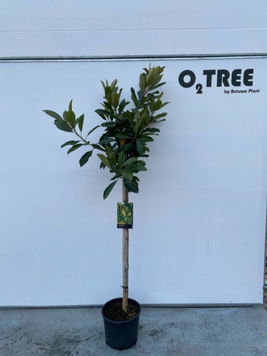 Eriobotrya japonica 'Coppertone' — Plant Wholesale FlorAccess