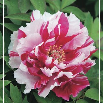 Paeonia suffruticosa 'Shima-nishiki'