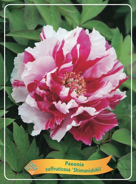 Paeonia suffruticosa 'Shima-nishiki'